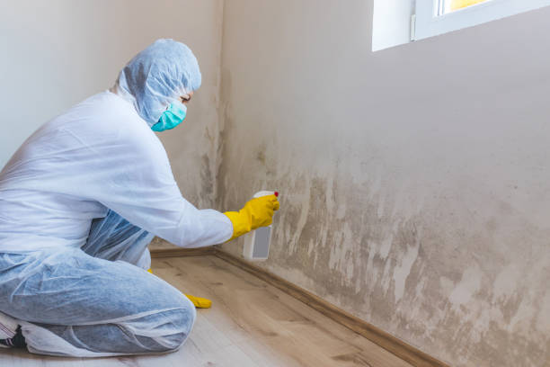 Crawl Space Mold Removal in Coaling, AL