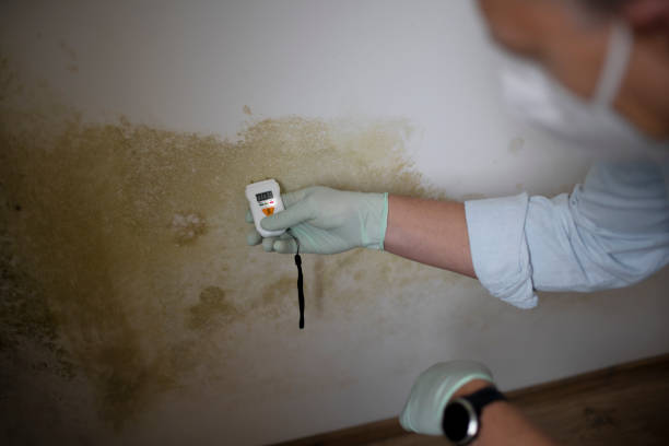 Best Certified Mold Removal  in Coing, AL
