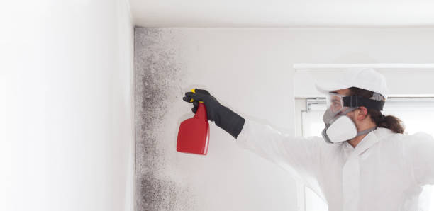 Mold Testing and Removal in Coaling, AL