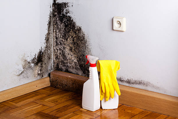Best Affordable Mold Removal  in Coing, AL