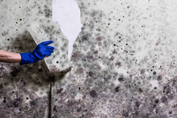 Office Mold Removal Services in Coaling, AL