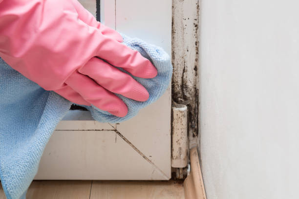 Best Black Mold Removal  in Coing, AL